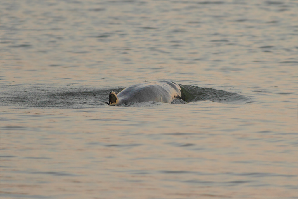 attraction-Irrawaddy Dolphins 1.jpg